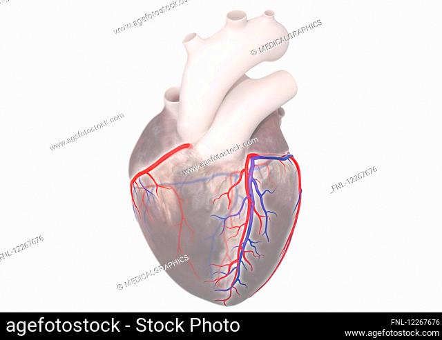 Human heart, 3d rendering, illustration