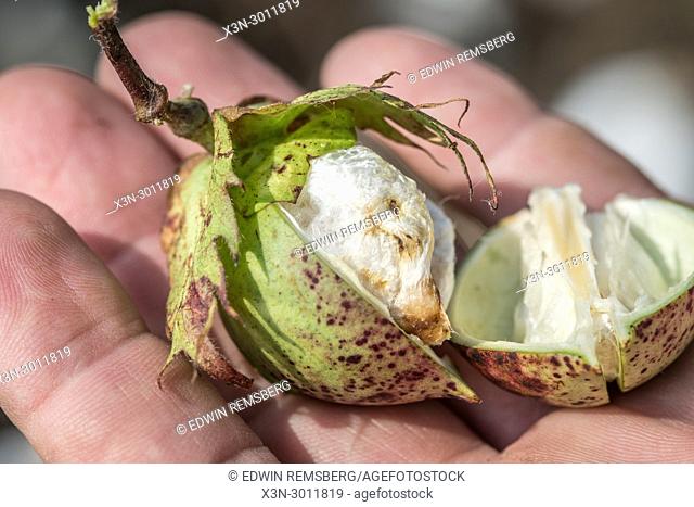 Cotton bud showing signs of stinkbug infestation. Georgia, USA