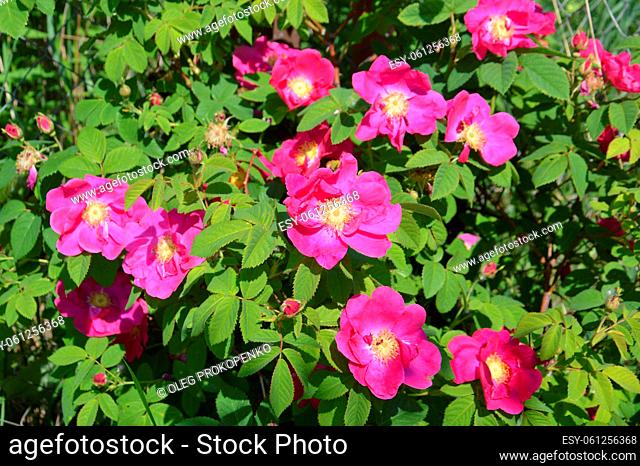 Bloomed flowers of plants in a the garden in summer