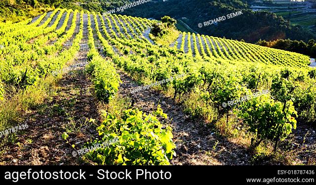 vineyards near Gigondas, Provence, France