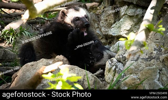Illustration picture shows bébés Gloutons / Veelvraat / Wolverine (Seulement 8 bébés en captivité dans le monde cette année ) at the zoo of the Caves of Han...
