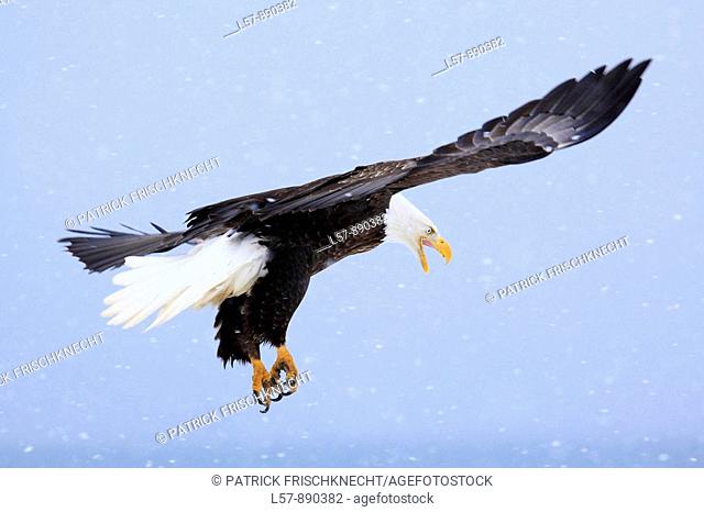 Bald Eagle, Haliaeetus leucocephalus, Weisskopfseeadler, Homer, Kenai Peninsula, Alaska, USA