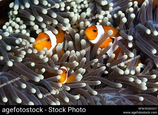 Clown Anemonefishes, Amphiprion ocellaris, Bali, Indonesia