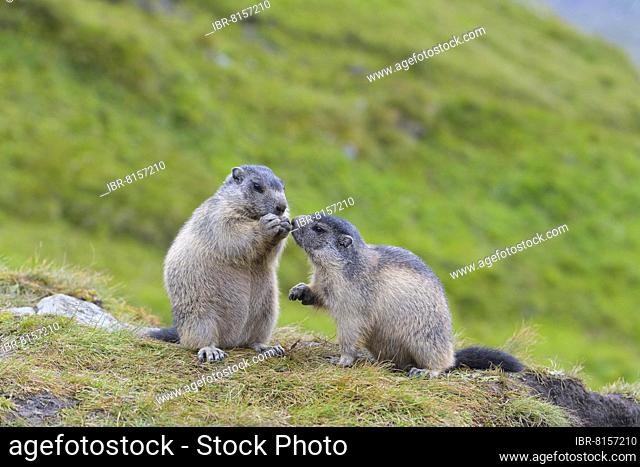 Alpine Marmot (Marmota marmota), two youngs, Hohe Tauern National park, Austria, Europe