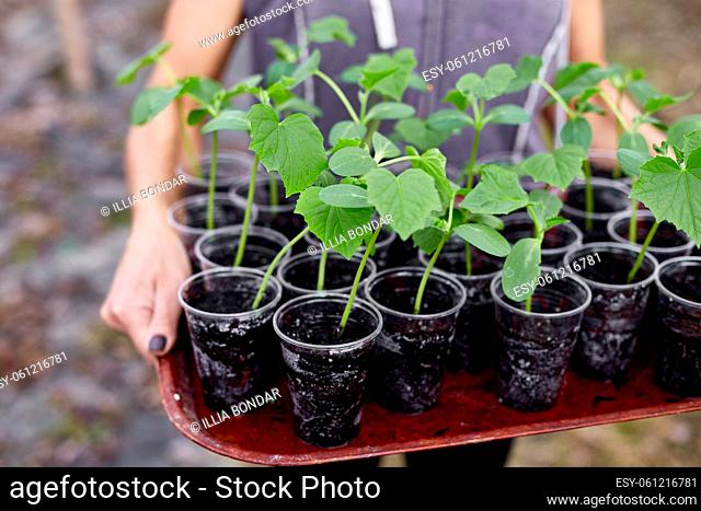 Woman holding box with seedlings of cucumb vegetables, working on farm, Work in the garden in spring, home gardering, eco