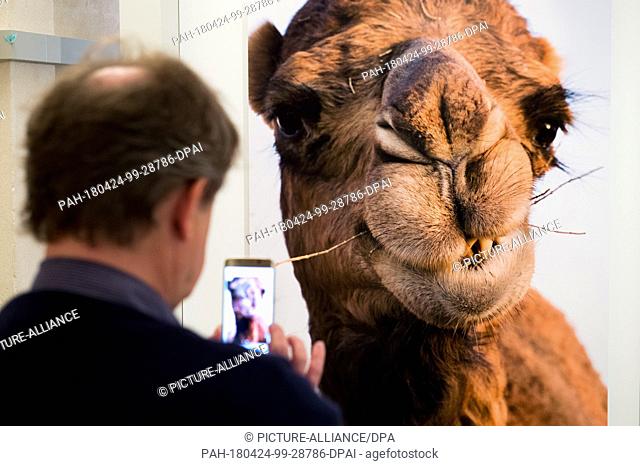 24 April 2018, Germany, Berlin: A visitor takes a picture of an exhibited photo with a camel on it taken by photographer Herlinde Koelbl at the exhibition...