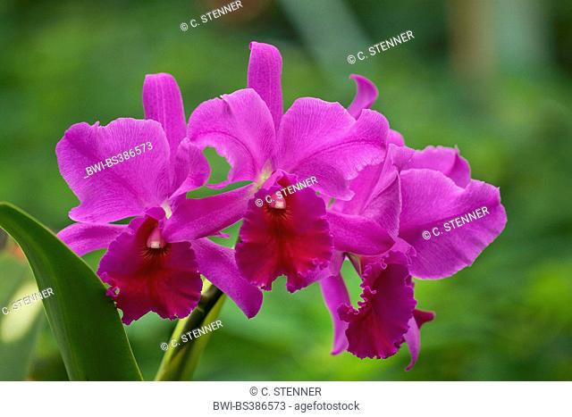 Cattleya orchid (Cattleya), flower