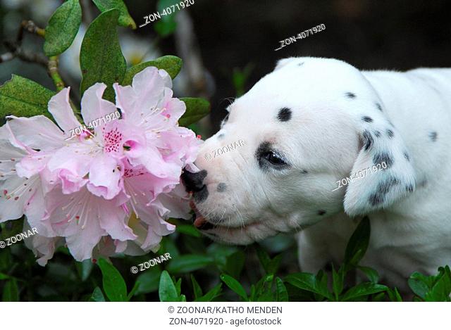Dalmatinerwelpe, drei Wochen alt, schnuppert an Rhododendronbluete / Dalmatian puppy, three weeks old, smells at flowering Rhododendrons