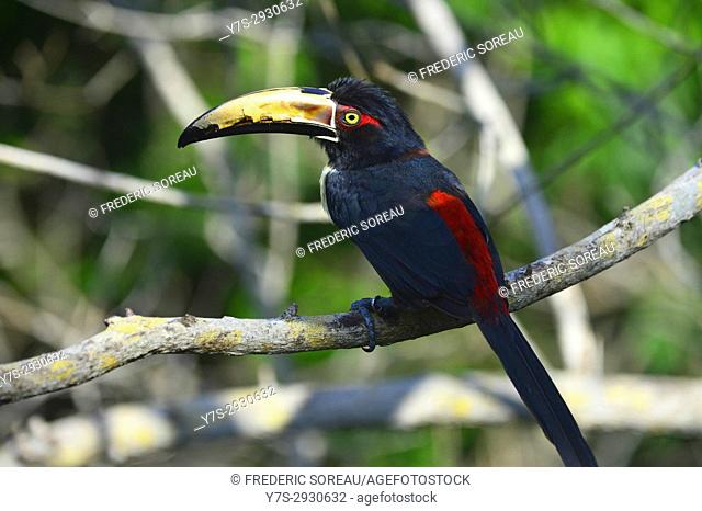 Red-breasted toucan , Aviario National de Colombia, Isla Baru, Colombia, South America