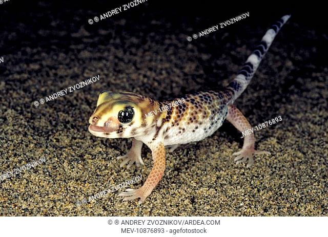 Common Wonder Gecko / Frog-eyed Gecko - looks for prey under a bush in sand dunes - licks his eye to prevent it from drying - feeds mostly on insects...
