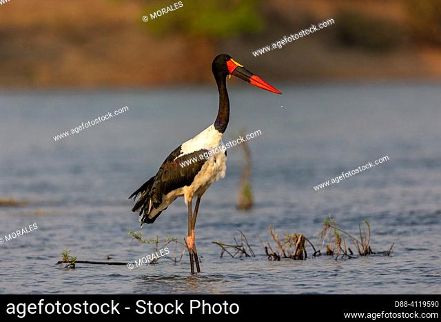 Africa, Zambia, Kafue natioinal Park, Kafue river, Saddle-billed stork or saddlebill (Ephippiorhynchus senegalensis), foraging for food