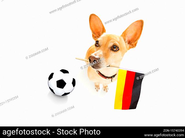 soccer football chihuahua dog playing with leather ball , isolated on white background and german flag