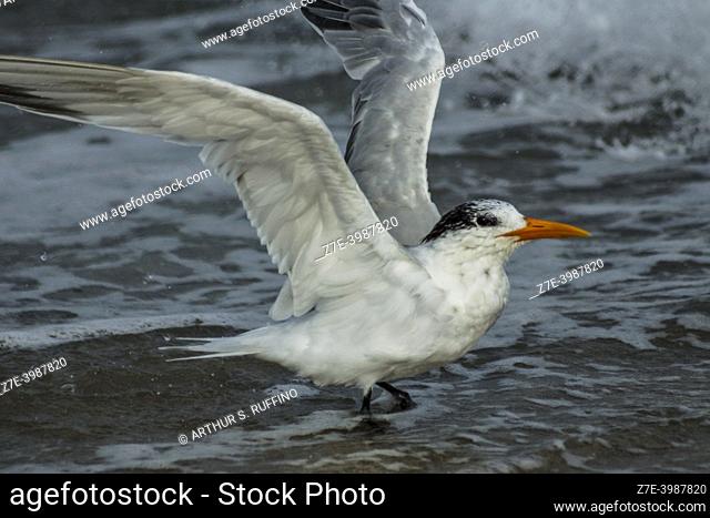 Royal tern (Thalasseus maximus) with open wings. South Florida, U. S. A. , North America