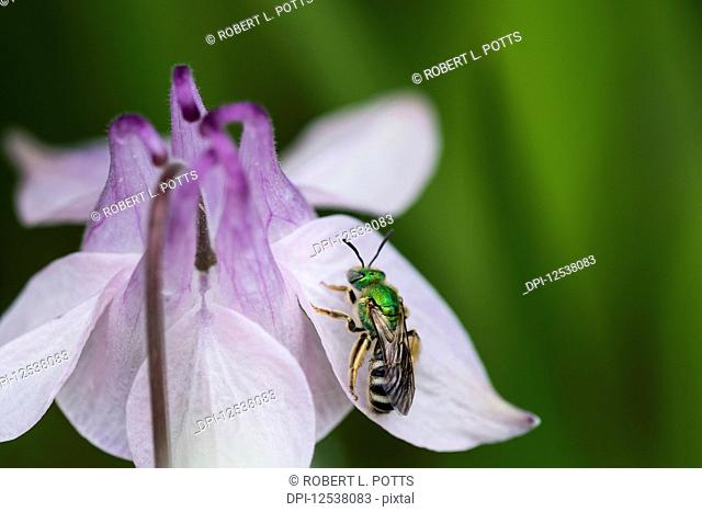 Striped-sweat bee (Agapostemon virescens) rests on a Columbine (Aquilegia) blossom; Astoria, Oregon, United States of America