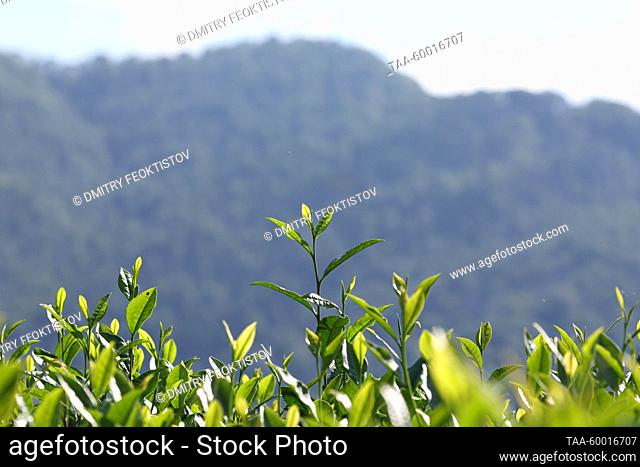RUSSIA, KRASNODAR REGION - JUNE 23, 2023: Tea leaves grow at the Matsesta Tea Factory in the village of Izmailovka, Khostinsky District