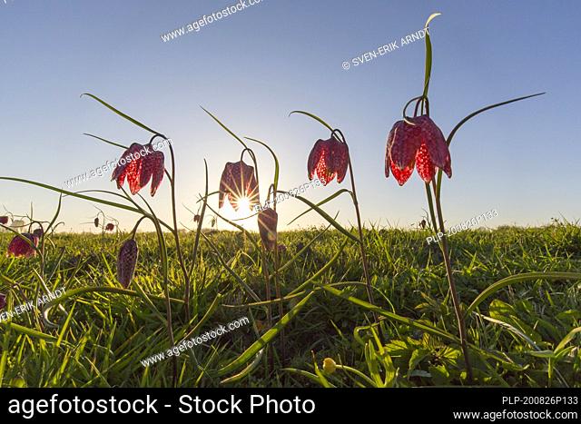 Snake's head fritillaries / chequered lilies (Fritillaria meleagris) in flower in meadow / grassland in spring