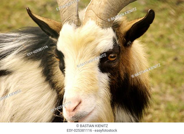 the close and the portrait of the head of a goat