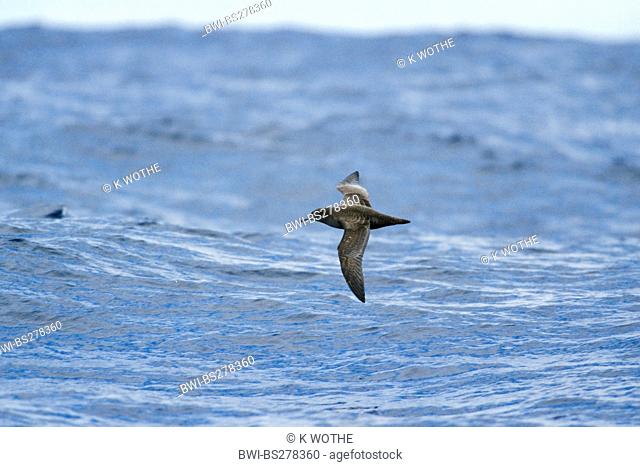 sooty shearwater Puffinus griseus, flying over the sea, New Zealand