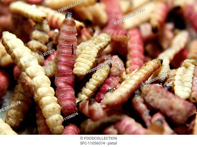 Raw maguey worms