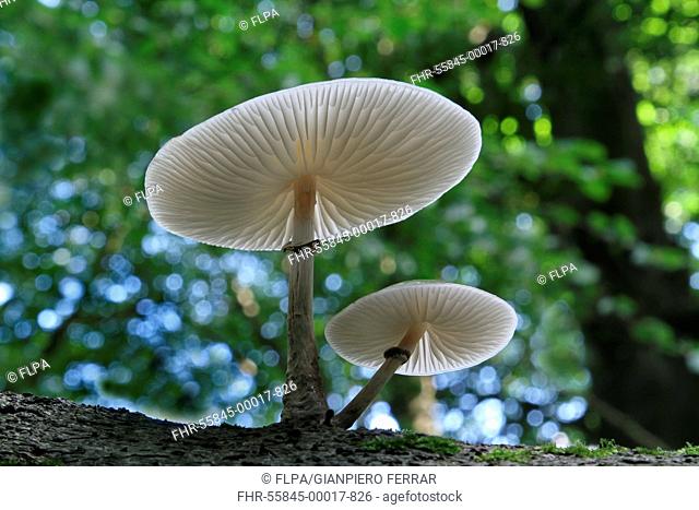 Porcelain Fungus Oudemansiella mucida fruiting bodies, growing on dead wood, Leicestershire, England, september