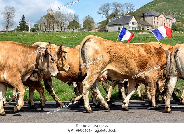 HERD OF COWS ON THE ROADS IN THE COMMUNE OF MARCHASTEL, AUBRAC COW TRANSHUMANCE FESTIVAL, LOZERE (48), FRANCE