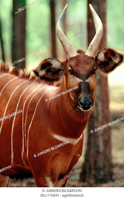 Tragelaphus euryceros / bongo antelope  rare animal species