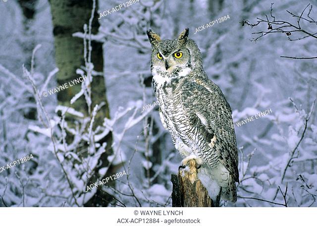 Adult great horned owl Bubo virginianus hunting in an aspen woodland. Northern Alberta