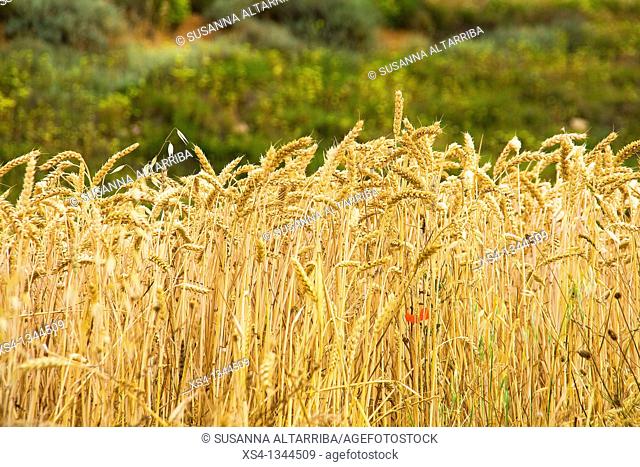 Ripe Wheat - Triticum. Photo taken in Solsonès, Lleida, Spain, Europe