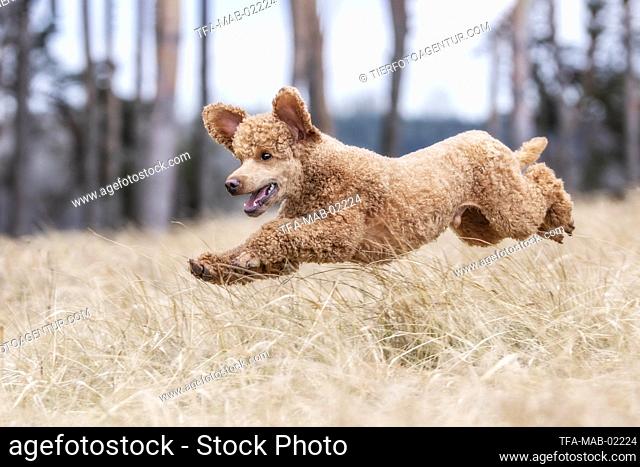 Royal Standard Poodle in autumn
