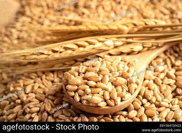 Grains wheat, trade export and economy concept