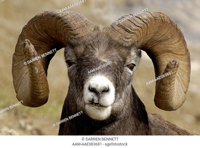 Rocky Mountain Bighorn Sheep (Ovis canadensis) Ram portrait with scarred lip, Alberta, Canada