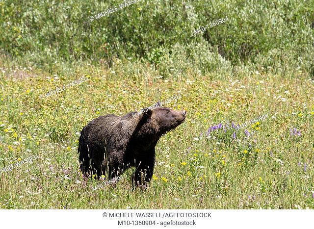 Grizzly bear between Yellowstone National Park and Grand Tetons National Park, Wyoming, USA