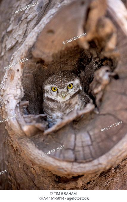 Indian Spotted Owl, Strix occidentalis, in tree nest in village of Nimaj, Rajasthan, Northern India