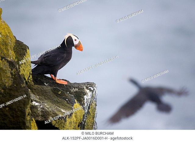 Tufted Puffin on cliff ledge with Red-faced Cormorant flying by, Saint Paul Island, Pribilof Islands, Bering Sea, Southwest Alaska