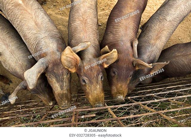 Iberian pigs close to fence Badajoz province, Extremadura, Spain