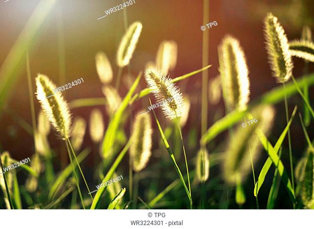 Backlighting of foxtail