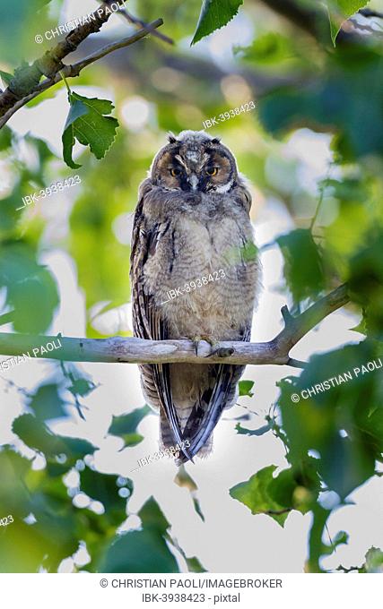 Young Long-eared owl (Asio otus) sitting on branch, Seewinkel, Burgenland, Austria