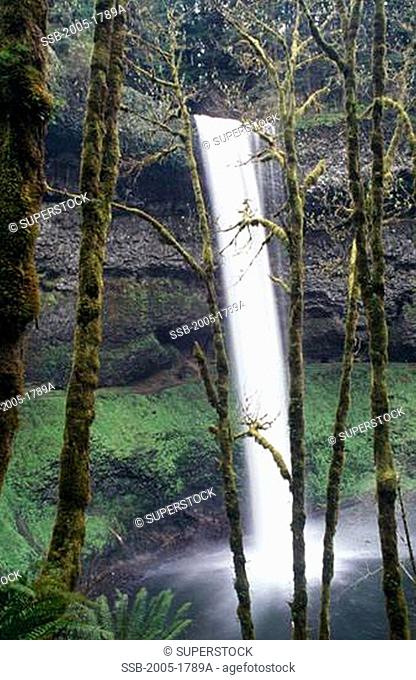 Waterfall in a forest, Upper South Falls, Silver Falls State Park, Oregon, USA