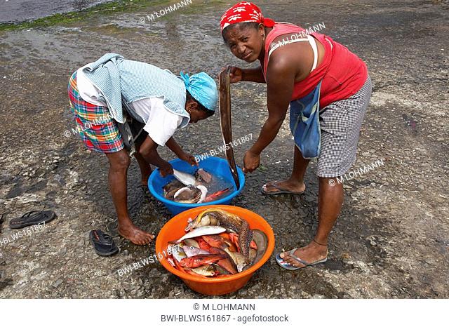 women disembowling fishes at the harbour, Cap Verde Islands, Cabo Verde, Santo Antao, Ponta Do Sol