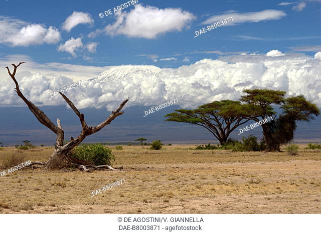 The savannah with Mount Kilimanjaro in the background, Amboseli national park, Kenya