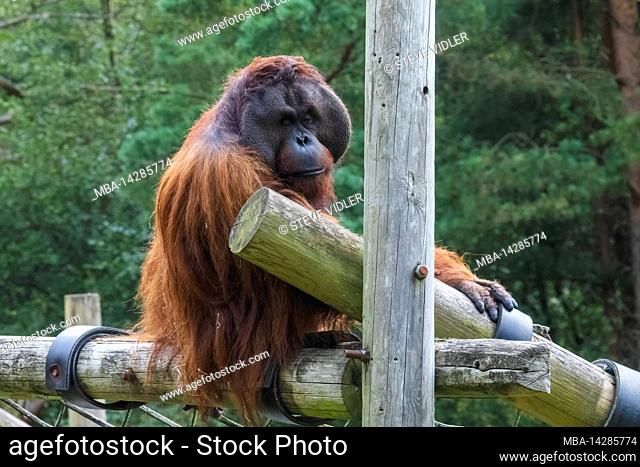 England, Dorset, Monkey World Attraction, Orangutan