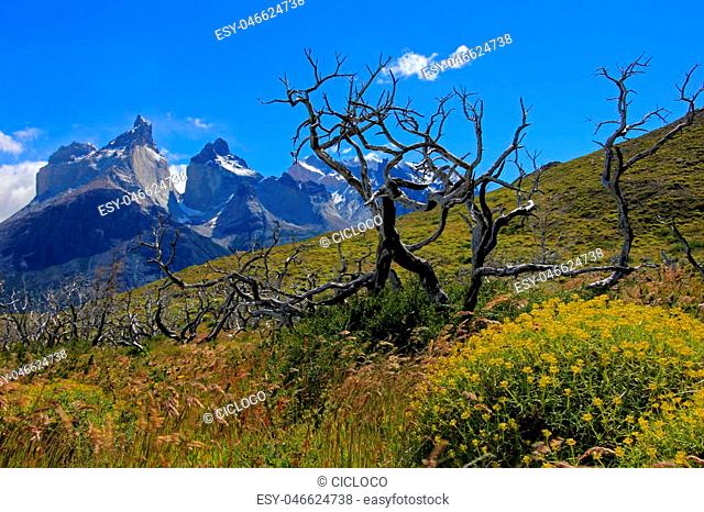 Cuernos Paine Grande, Torres Del Paine National Park, Patagonia, Chile, Southamerica