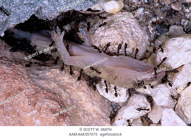 Ants carrying Gecko Prey into Ant Nest, Turks & Caicos