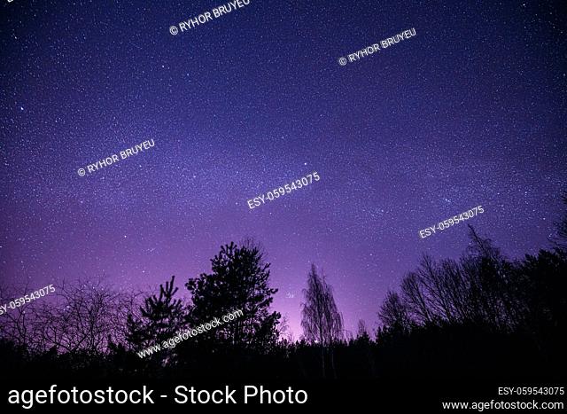 Night Sky Stars Above Dark Black Trees Trunks Silhouettes In Early Spring. Landscape With Natural Starry Sky Above Woods. Russian Nature