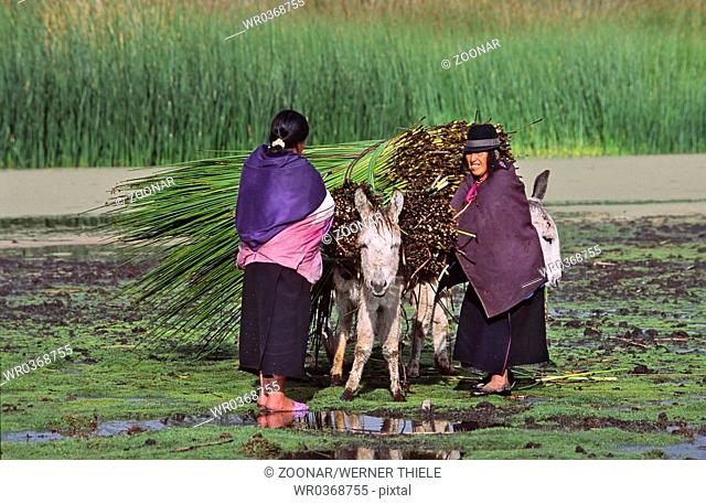 Indian women to invite reed ass, Quito, Ecuador, South America, indigenous women putting reeds on a donkey, south america