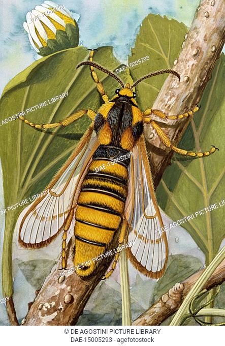 Hornet Moth or Hornet Clearwing (Sesia apiformis), Sesiidae, drawing