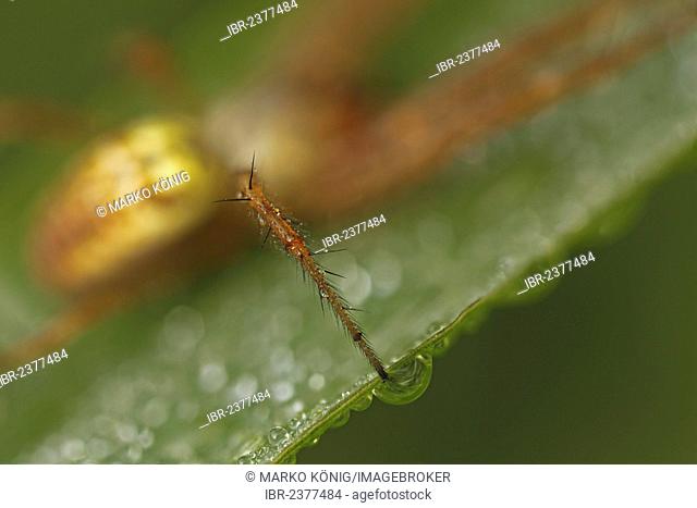 Leg of an Autumn spider (Metellina segmentata), Kassel, Hesse, Germany, Europe