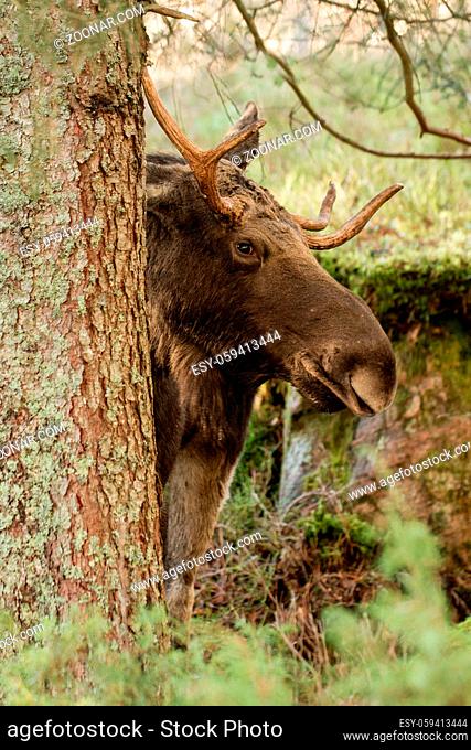 Moose or elk, Alces alces, young bull with antlers standing behind a spruce in Norway