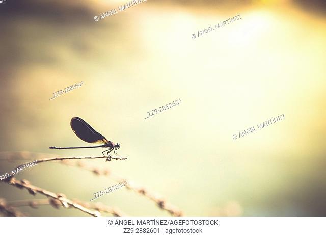 Dragonfly on lake