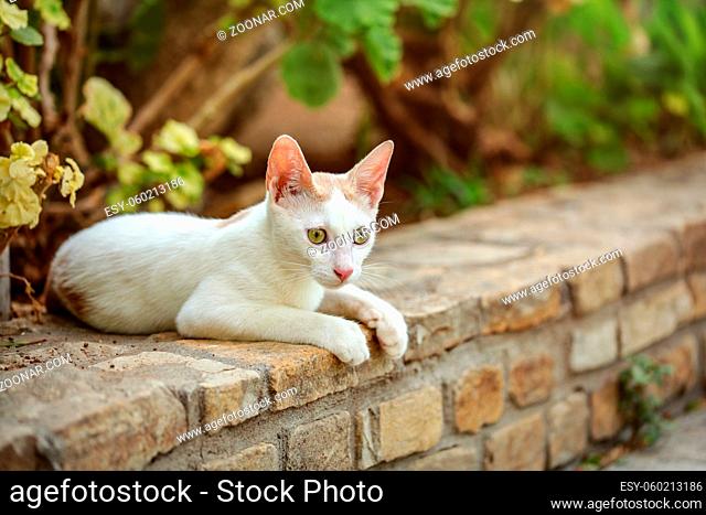 White stray cat laying on the pathway curb, green bushes and flowers behind her